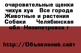 очаровательные щенки чихуа-хуа - Все города Животные и растения » Собаки   . Челябинская обл.,Нязепетровск г.